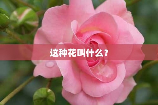 这种花叫什么？