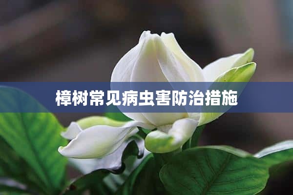 樟树常见病虫害防治措施