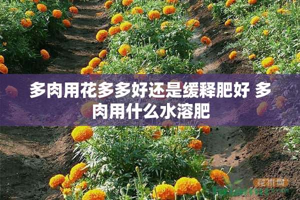 多肉用花多多好还是缓释肥好 多肉用什么水溶肥