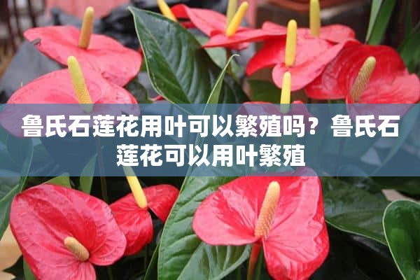 鲁氏石莲花用叶可以繁殖吗？鲁氏石莲花可以用叶繁殖