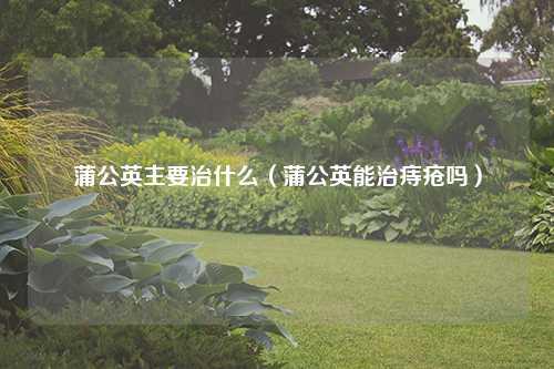 蒲公英主要治什么（蒲公英能治痔疮吗） 花卉