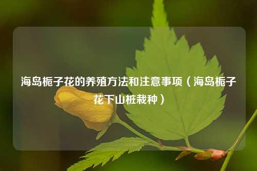 海岛栀子花的养殖方法和注意事项（海岛栀子花下山桩栽种） 花卉