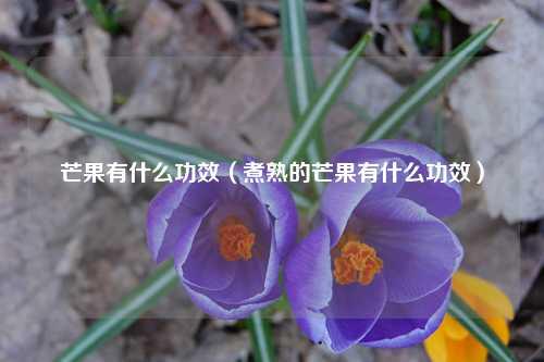 芒果有什么功效（煮熟的芒果有什么功效） 花卉