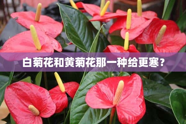 白菊花和**花那一种给更寒？