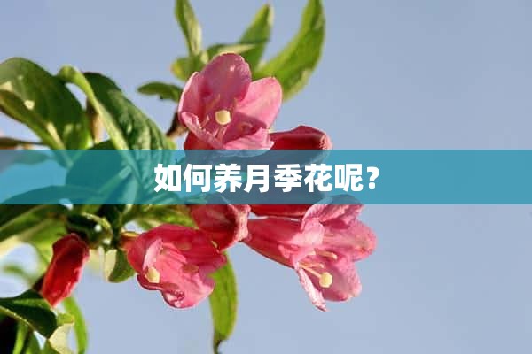 如何养月季花呢？