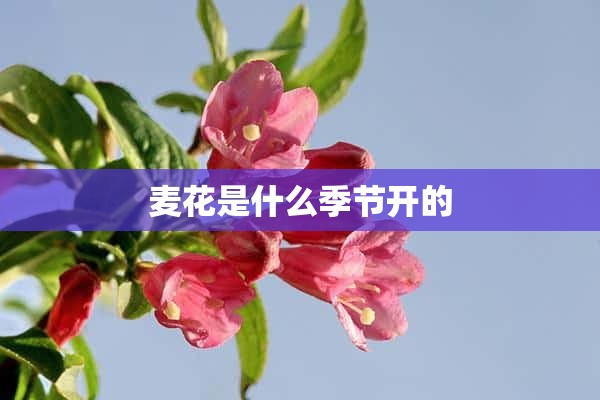 麦花是什么季节开的