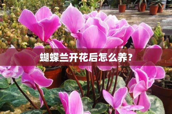 蝴蝶兰开花后怎么养？