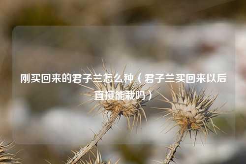 刚买回来的君子兰怎么种（君子兰买回来以后直接能栽吗）