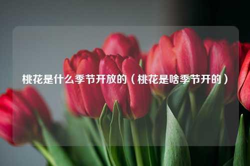 桃花是什么季节开放的（桃花是啥季节开的）