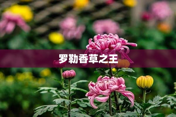 罗勒香草之王