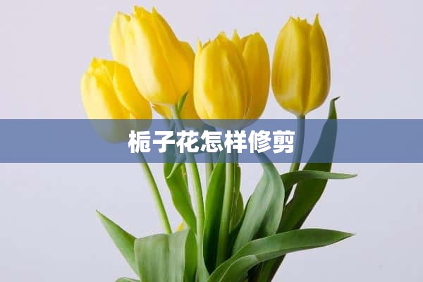 栀子花怎样修剪