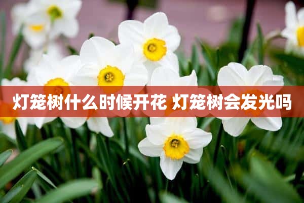 灯笼树什么时候开花 灯笼树会发光吗