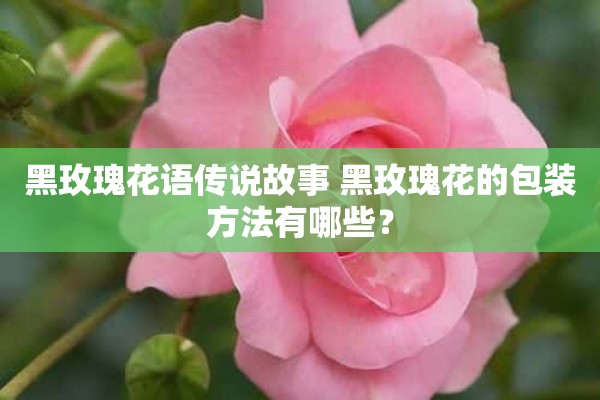 黑玫瑰花语传说故事 黑玫瑰花的包装方法有哪些？