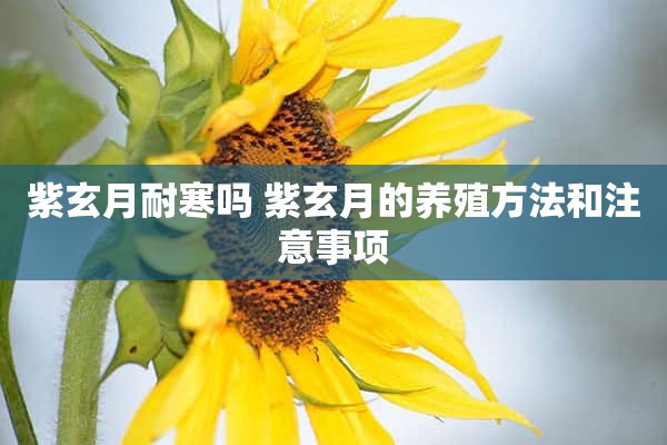 紫玄月耐寒吗 紫玄月的养殖方法和注意事项