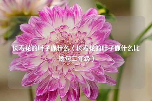 长寿花的叶子像什么（长寿花的叶子像什么比喻句二年级） 花卉