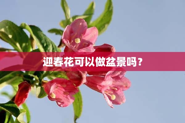 迎春花可以做盆景吗？