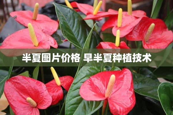 半夏图片价格 早半夏种植技术