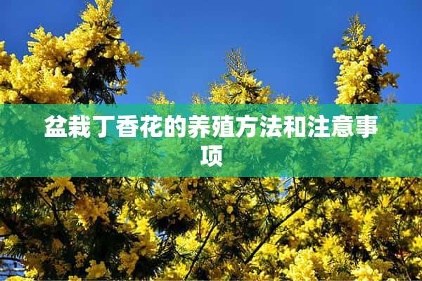 盆栽丁香花的养殖方法和注意事项