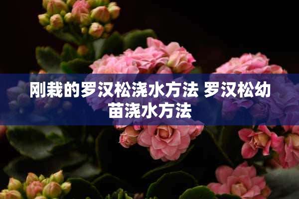 刚栽的罗汉松浇水方法 罗汉松幼苗浇水方法