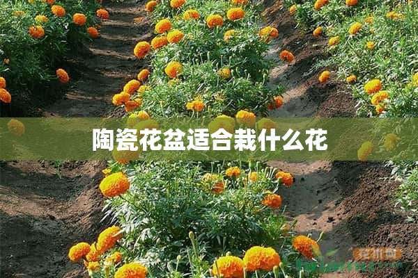 陶瓷花盆适合栽什么花