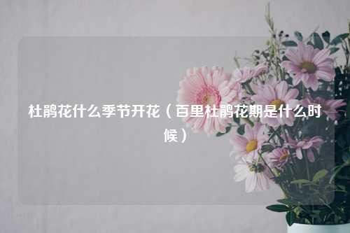 杜鹃花什么季节开花（百里杜鹃花期是什么时候）