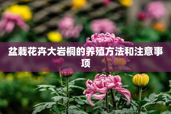 盆栽花卉大岩桐的养殖方法和注意事项