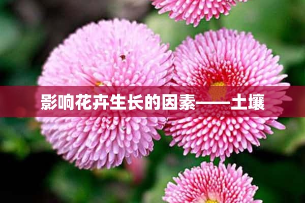 影响花卉生长的因素——土壤