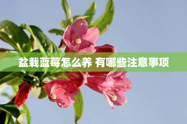 盆栽蓝莓怎么养 有哪些注意事项