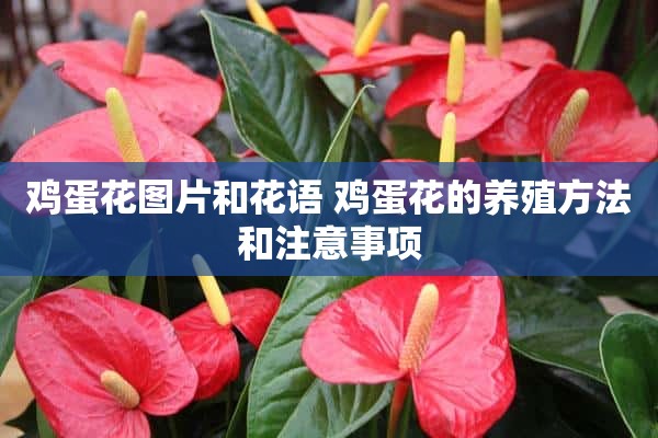 鸡蛋花图片和花语 鸡蛋花的养殖方法和注意事项