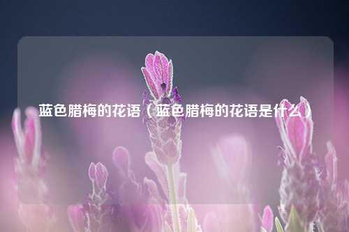 蓝色腊梅的花语（蓝色腊梅的花语是什么） 花卉