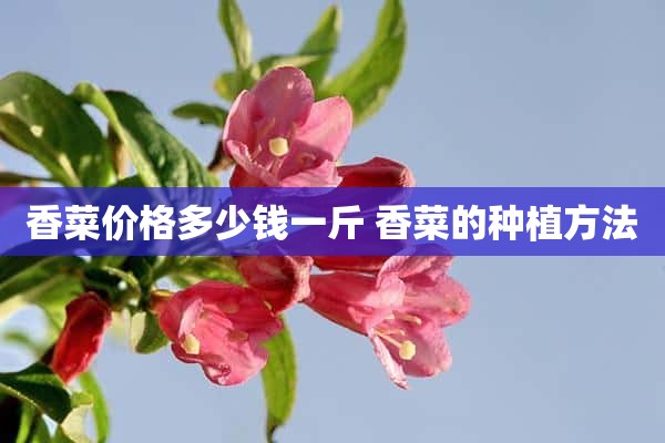 香菜价格多少钱一斤 香菜的种植方法