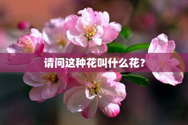 请问这种花叫什么花？