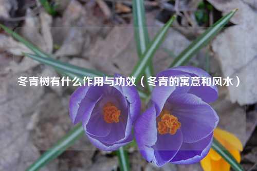 冬青树有什么作用与功效（冬青的寓意和风水） 花卉