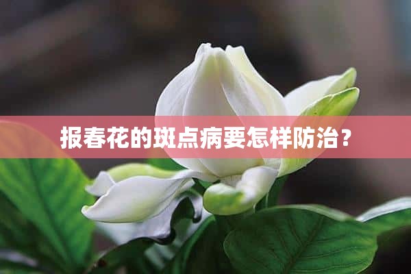 报春花的斑点病要怎样防治？