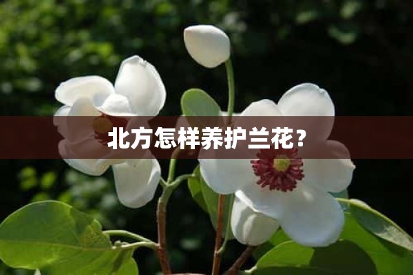 北方怎样养护兰花？