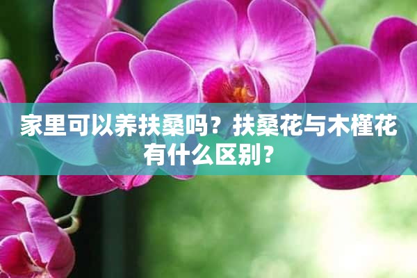 家里可以养扶桑吗？扶桑花与木槿花有什么区别？