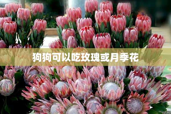 狗狗可以吃玫瑰或月季花