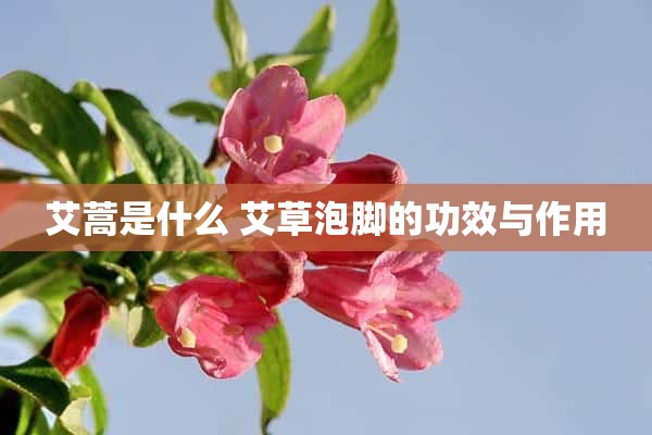 艾蒿是什么 艾草泡脚的功效与作用