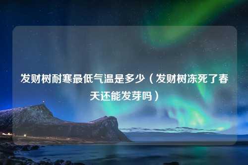 发财树耐寒最低气温是多少（发财树冻死了春天还能发芽吗） 花卉