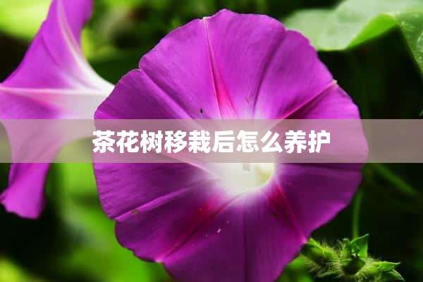 茶花树移栽后怎么养护