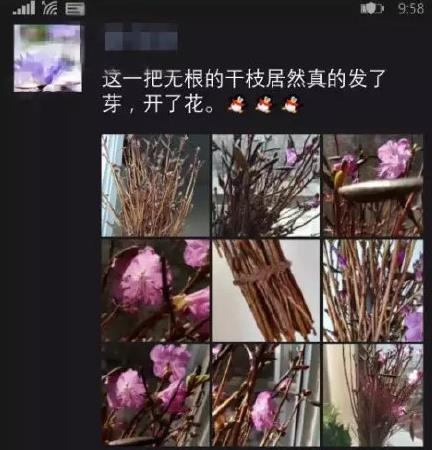 兴安杜鹃刷爆朋友圈是什么原因