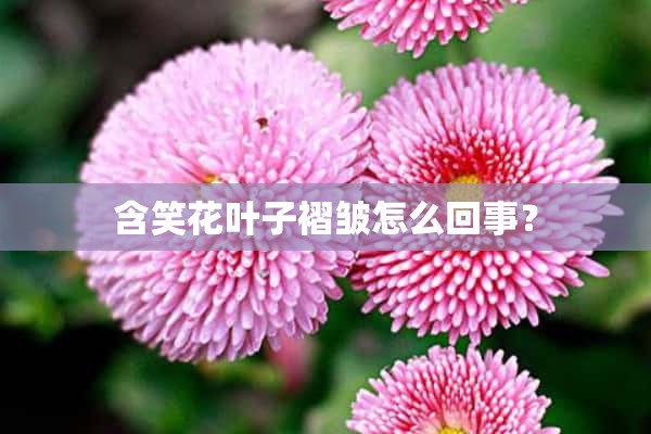 含笑花叶子褶皱怎么回事？