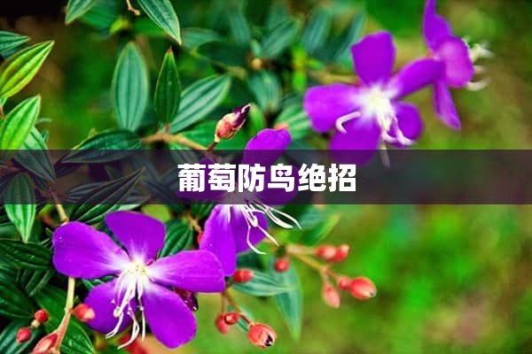 葡萄防鸟绝招