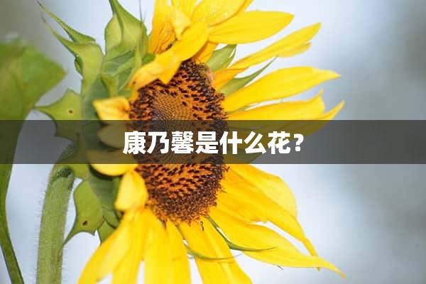 康乃馨是什么花？