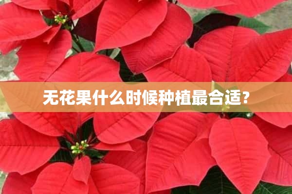 无花果什么时候种植最合适？