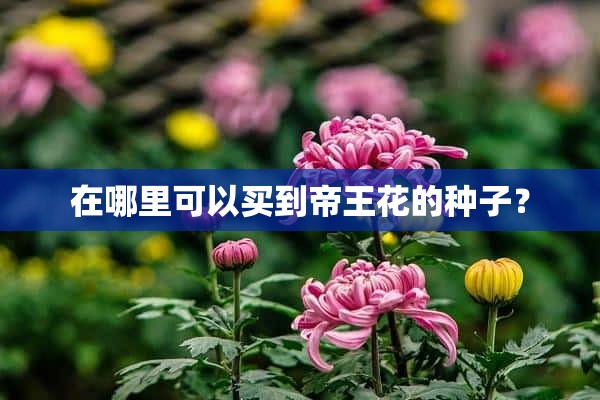 在哪里可以买到帝王花的种子？