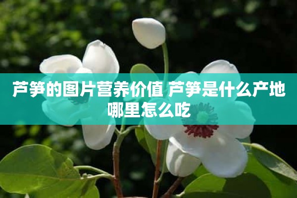 芦笋的图片营养价值 芦笋是什么产地哪里怎么吃