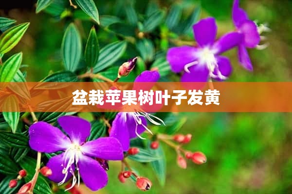 盆栽苹果树叶子发黄