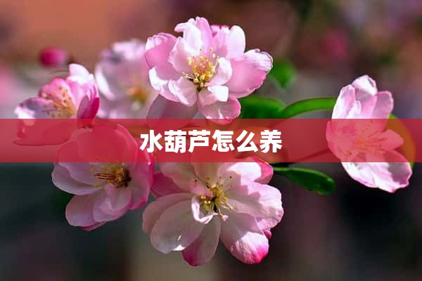 水葫芦怎么养