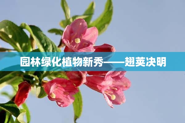 园林绿化植物新秀——翅荚决明